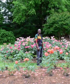 Nikon D610 24.3 MP CMOS FX-Format Digital SLR Camera (Body Only) Body Only Base 86 91yJS71Hx2L