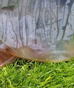 Carbona 2-in-1 Oven Rack and Grill Cleaner Bagged 16.8 Oz 59 91yJtXrEL