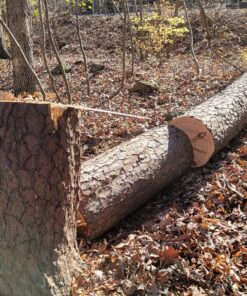 Silky KATANABOY Professional 500mm Folding Saw XL Teeth (403-50) 30 91yRUy9XRiL