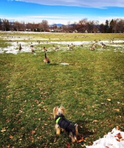 Gooby Padded Vest Dog Jacket - Red, Medium - Warm Zip Up Dog Vest Fleece Jacket with Dual D Ring Leash - Winter Water Resistant Small Dog Sweater - Dog Clothes for Small Dogs Boy and Medium Dogs Medium chest (18.25") 1 41 91yUr0DWniL