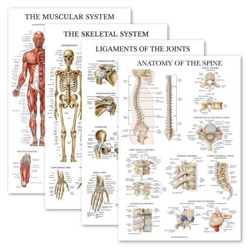 Palace Learning 4 Pack - Anatomical Poster Set - Laminated - Muscular, Skeletal, Ligaments of the Joints, Anatomy of the Spine - Anatomy Chart Set (LAMINATED, 18” x 24”) 18” x 24”