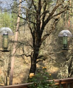 More Birds Songbird Vintage Bird Feeder, Sunflower and Thistle Feeder, 4 Feeding Ports, 1.5 lb Seed Capacity Vintage Glass 21 91yjIxgJXcL