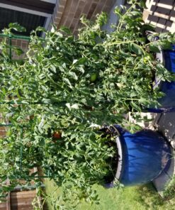 Miracle-Gro Water Soluble All Purpose Plant Food 5 lb. 1 Pack 51 91ynkovdZnL