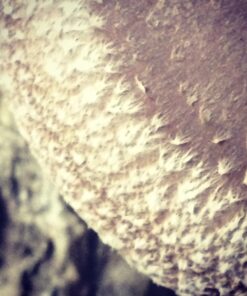 12" Mushroom Log DIY Shiitake Mushrooms Ready to Grow Your Own 17 91yrEOnZ0NL