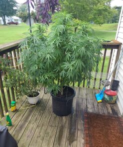 Advanced Nutrients GL525050-12 Big Bud Liquid Fertilizer, 250 mL.250 Liter, Brown/A .250 Liter 29 91yuF4I 7vL