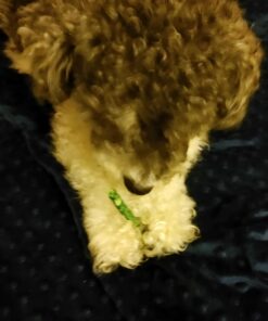 Dingo Tartar And Breath Dental Sticks For All Dogs, 48-Count 48 Count (Pack of 1) 30 91yugslvtRL