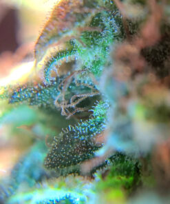 Happy Hydro - LED Loupe - 30x & 60x Magnifying Lens - Includes Batteries & Carrying Case 1 White 22 91yv00JBtFL