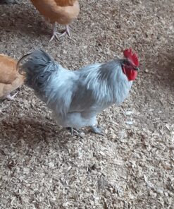 Manna Pro Chicken Supplies | Chicken Waterer Heated Base | Harris Farms Poultry Drinker | Chicken Coop Accessories Drinker Base 20 91z2ASRHL