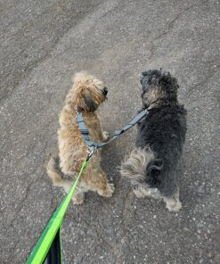 Mighty Paw Dual Dog Leash - Suitable for Two Dogs - Leash for 2 Dogs No Tangle - Leash Splitter - Large and Small Dog Compatible - Dual Leash Attachment - Double Clip Dog Leash Coupler - Dog Splitter Double Leash Standard | Dogs 30+ lbs 38 91zW3F390zL