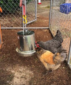 Harris Farms 1000293 Galvanized Hanging Poultry Feeder, 15 lbs, Metal 15 lb 32 91zhxYl13PL