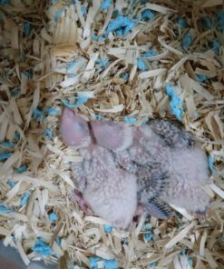 Kaytee Exact Hand Feeding High Fat Formula Pet Bird Baby Food For Parrots, Parakeets, Lovebirds, Cockatiels, Conures, Cockatoos, and Macaws, 5 Pound 17 A1 NZvJzkEL