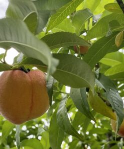 Jobe’s Organics 09226NA Granular Plant Food Fruit & Citrus, 4lbs, Brown 51 A11eFrLGWxL