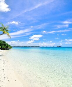 Jamaican Blue Mountain Coffee - 1 Pound - Light Roast 13 A12ZVqZgHNL