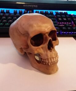 Grinning Highly Realistic Replica Human Skull Statue Home Décor 6.5x4.25x4.6" 47 A12qstwa8L