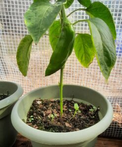 NuMex Big Jim Chili Pepper Seeds ► Heirloom NuMex Pepper Seeds (10+ Seeds) Award Winning 12+ inches Long! ◄ by PowerGrow System 6 A13GYT2l VL