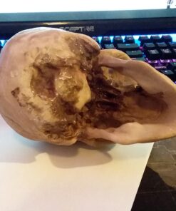 Grinning Highly Realistic Replica Human Skull Statue Home Décor 6.5x4.25x4.6" 48 A13iFy wjNL