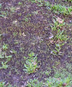 Scotts EZ Seed Patch and Repair Sun and Shade for Grass: Covers up to 225 sq. ft., 10 lb. 10 lb. 1 Pack 51 A15G6UjALpL