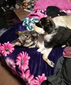 Pet Grooming Dog & Cat Brush For Shedding, Effective for Long & Short Hair Pet Grooming Tool, Reduces Dogs and Cats Shedding Hair By More Than 95%, The Professional Deshedding Tool 28 A162BjVjngL