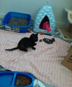 Go Cat Cat Catcher Teaser Wand with Mouse Cat Toy 27 A17HnzMEsdL