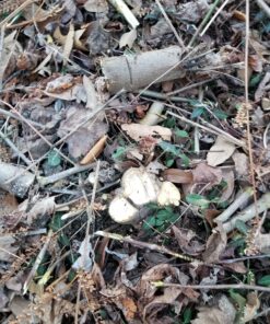 8" x 80T 8-Inch 80 Tooth Carbide Tip Circular Saw Brush Cutter Trimmer Weed Eater Blade (2 Pack) 35 A17mlWGbyBL