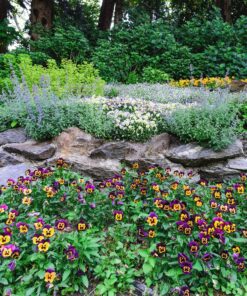 Outsidepride Viola Johnny Jump Up Wild Flowers & Ground Cover Plants - 5000 Seeds Johnny-jump Up 32 A1926cRhdrL