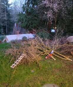 BLACK+DECKER 20V MAX* Alligator Lopper Cordless Chainsaw, Tool Only (LLP120B) 20V Lopper (Tool Only) 20 A19FrEwv1mL