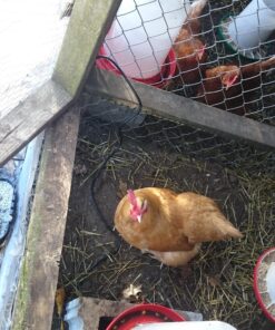 Rite Farm Products 3.7 Gallon Heated Poultry Chicken Waterer (14 Liter) Drinker with LED 13 A19OQyrkHNL