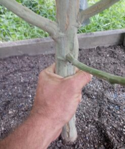 Humboldts Secret Golden Tree: Best Plant Food for Plants & Trees - All-in-One Concentrated Additive - Vegetables, Flowers, Fruits, Lawns, Roses, Tomatoes & More (16 Ounce) 16 Ounce 35 A1AEyRPOiL