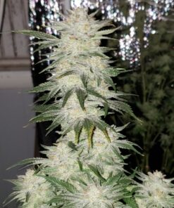 BESTVA 2024 Newest Upgrade 2000W Led Grow Light with High Yield Diodes Full Spectrum LED Grow Lights for Indoor Plants Greenhouse Veg Bloom Light Hydroponic Grow Lamp 53 A1AMI3rtqiL