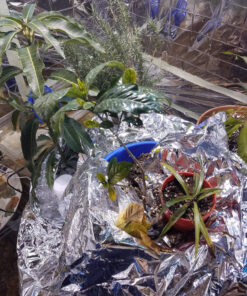 Jobe’s Organics 09226NA Granular Plant Food Fruit & Citrus, 4lbs, Brown 39 A1B wsnKzoL