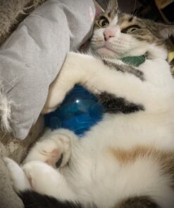 PetSafe Cat Egg-Cersizer Interactive Toy and Meal Dispenser, Use with Food or Treats - PTY00-13747,Blues & Purples Pack of 1 18 A1BMOoM8IXL 1