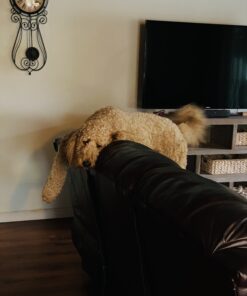 VETRISCIENCE Perio Support Teeth Cleaning Dental Powder for Dogs and Cats, Up to 192 Servings – Clinically Proven to Reduce Plaque and Tartar Perio Powder 33 A1DJAJK9yYL