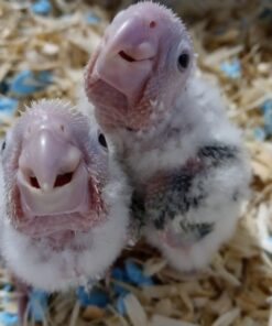 Kaytee Exact Hand Feeding High Fat Formula Pet Bird Baby Food For Parrots, Parakeets, Lovebirds, Cockatiels, Conures, Cockatoos, and Macaws, 5 Pound 18 A1DcCedbMXL