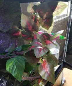 Fluker's Repta Vines for Reptiles and Amphibians Terrariums - Red Coleus 17 A1DwJcCSGL