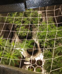 Hydrofarm HGN30S Flexible String, 5' x 30', Trellis Netting, 3.5" Mesh, White 5' x 30' Trellis Netting 3.5" Mesh, woven 13 A1EQF1 fmRL