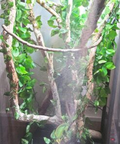 Zoo Med ReptiBreeze Open Air Screen Cage, Extra Large, 24 x 24 x 48-Inches 55 A1F fCRD29L