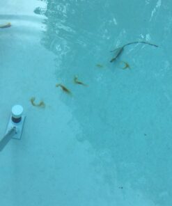 Purity Pool OS Out Spot Stain Remover 24 A1FQJJ4N6rL