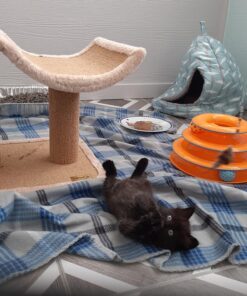 Go Cat Cat Catcher Teaser Wand with Mouse Cat Toy 28 A1FXsNSKulL