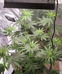 General Hydroponics CALiMAGic 1-0-0, Concentrated Blend of Calcium & Magnesium, Secondary Nutrient Deficiencies Helps Prevent Blossom End Rot & Tip Burn, Clean, Soluble, 1-Quart 32 Fl Oz (Pack of 1) 48 A1FpEBwccCL