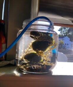 Cornucopia Brands 64oz Clear Wide-mouth Glass Jar, BPA free Food Grade w/Metal Lid (Half Gallon); 2 Quart Jar to Make Greek Yogurt/Kefir or Pickles 1 29 A1GglMQ995L