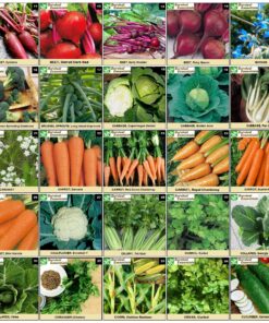 Heirloom Seeds for Planting Vegetables and Fruits - Survival Essentials 135 Variety Seed Vault - Medicinal Herb Seeds - Grow Healthy Non-GMO Food 44 A1H s99UT2L
