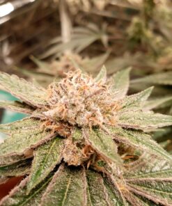 Canna CA1260+CA1270 Coco A & B, 1 L, Set of 2 Plant Growth, White/Brown 30 A1IHD58fUeL