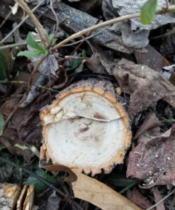 8" x 80T 8-Inch 80 Tooth Carbide Tip Circular Saw Brush Cutter Trimmer Weed Eater Blade (2 Pack) 36 A1IPUAy7W0L