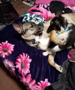 Pet Grooming Dog & Cat Brush For Shedding, Effective for Long & Short Hair Pet Grooming Tool, Reduces Dogs and Cats Shedding Hair By More Than 95%, The Professional Deshedding Tool 29 A1IiKJGDZnL