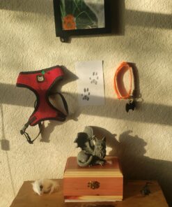 Pacific Trading Cat Gargoyle PC Computer Topper Figurine New 16 A1IqrtBoKXL