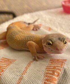 HotHands Body & Hand Super Warmers - Long Lasting Safe Natural Odorless Air Activated Warmers - Up to 18 Hours of Heat - 40 Individual Warmers 55 A1LRSJBgLTL