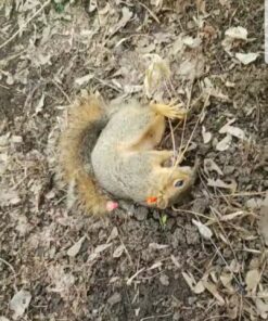 Venom Blowguns 36" 108 Pcs .40 Cal Blowgun Destroyer Kit with Tactical Rail Made in USA Black 31 A1M31pLqYRL