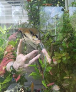 SunSun JUP-01 9W UV Sterilizer Submersible Filter Pump 55 A1OBCsBKM3L