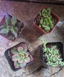 Shop Succulents Verde Succulent Plant Pack Collection - Live Mini Succulent Plants, Low Maintenance, Mix of Green Succulents & Textures - Wedding and Party Favors, Gift & Garden, Pack of 4 4-Pack 21 A1OpanhocZL