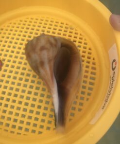 Spielstabil Large Sand Sieve Beach Toy (One Sifter Included - Colors Vary) - Made in Germany 15 A1QYFsXWdCL